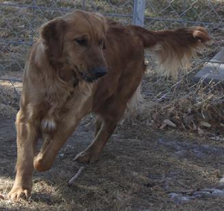 Akc golden retriever colors clearance