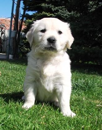 White Golden Retrievers Dog Breeders Golden Puppies For Sale Online